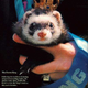 Illustration for article titled A history of working ferrets